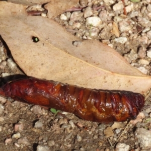 Hepialidae (family) IMMATURES at Namadgi National Park - 12 Apr 2024