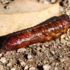 Hepialidae (family) IMMATURES at Namadgi National Park - 12 Apr 2024