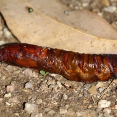 Hepialidae (family) IMMATURES at Namadgi National Park - 12 Apr 2024