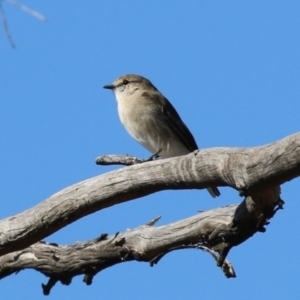 Microeca fascinans at Namadgi National Park - 12 Apr 2024 01:58 PM