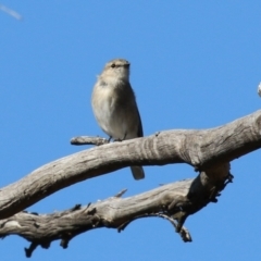 Microeca fascinans at Namadgi National Park - 12 Apr 2024 01:58 PM