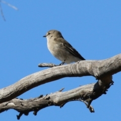 Microeca fascinans at Namadgi National Park - 12 Apr 2024 01:58 PM