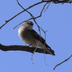 Microeca fascinans at Namadgi National Park - 12 Apr 2024