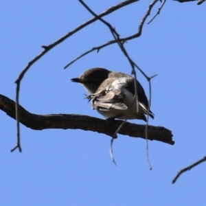 Microeca fascinans at Namadgi National Park - 12 Apr 2024
