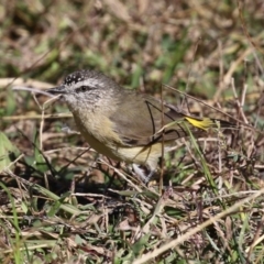 Acanthiza chrysorrhoa (Yellow-rumped Thornbill) at Namadgi National Park - 12 Apr 2024 by RodDeb