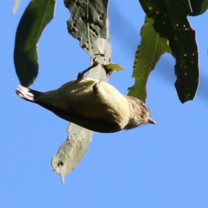 Smicrornis brevirostris at Namadgi National Park - 12 Apr 2024