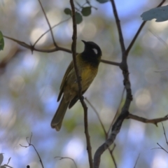 Nesoptilotis leucotis (White-eared Honeyeater) at Namadgi National Park - 12 Apr 2024 by RodDeb