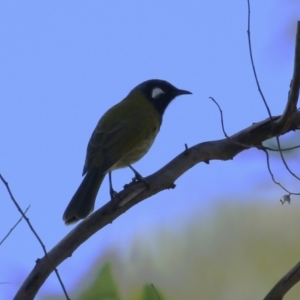 Nesoptilotis leucotis at Namadgi National Park - 12 Apr 2024