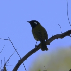 Nesoptilotis leucotis at Namadgi National Park - 12 Apr 2024 02:27 PM