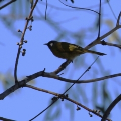 Nesoptilotis leucotis at Namadgi National Park - 12 Apr 2024