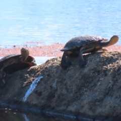 Chelodina longicollis at Namadgi National Park - 12 Apr 2024