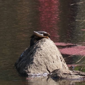 Chelodina longicollis at Namadgi National Park - 12 Apr 2024