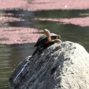 Chelodina longicollis at Namadgi National Park - 12 Apr 2024