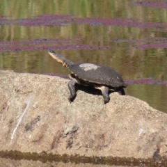 Chelodina longicollis at Namadgi National Park - 12 Apr 2024