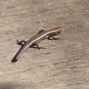 Lampropholis delicata at Namadgi National Park - 12 Apr 2024