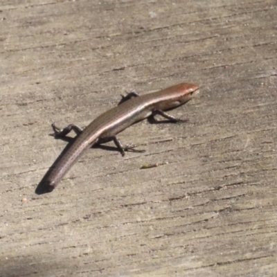 Lampropholis delicata (Delicate Skink) at Tharwa, ACT - 12 Apr 2024 by RodDeb