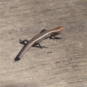 Lampropholis delicata at Namadgi National Park - 12 Apr 2024