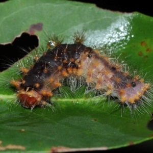 Lepidoptera unclassified IMMATURE at Capalaba, QLD - 17 Mar 2024 11:55 AM