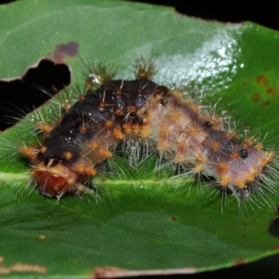 Lepidoptera unclassified IMMATURE moth at Capalaba, QLD - 17 Mar 2024 by TimL