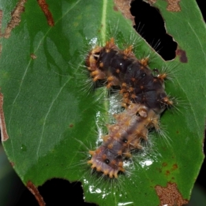 Lepidoptera unclassified IMMATURE at Capalaba, QLD - 17 Mar 2024 11:55 AM