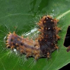 Lepidoptera unclassified IMMATURE moth at Capalaba, QLD - 17 Mar 2024