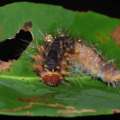 Lepidoptera unclassified IMMATURE moth at Capalaba, QLD - 17 Mar 2024