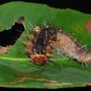 Lepidoptera unclassified IMMATURE at Capalaba, QLD - 17 Mar 2024 11:55 AM