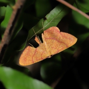 Eumelea rosalia at Capalaba, QLD - 17 Mar 2024 12:37 PM