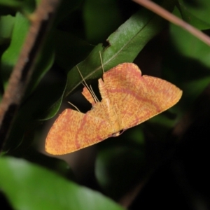Eumelea rosalia (A Geometrid moth (Oenochrominae)) at Capalaba, QLD by TimL