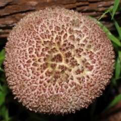 Boletellus sp. (Boletellus) at Capalaba, QLD - 17 Mar 2024 by TimL