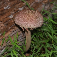 Boletellus sp. at Capalaba, QLD - 17 Mar 2024 11:22 AM