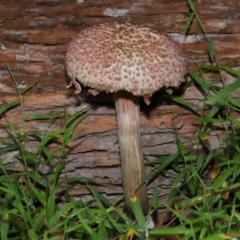 Boletellus sp. at Capalaba, QLD - 17 Mar 2024 11:22 AM