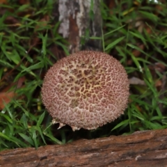 Boletellus sp. at Capalaba, QLD - 17 Mar 2024 11:22 AM