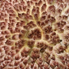 Boletellus sp. at Capalaba, QLD - 17 Mar 2024 11:22 AM