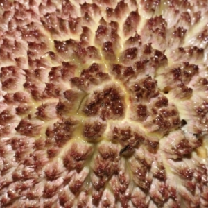 Boletellus sp. at Capalaba, QLD - 17 Mar 2024 11:22 AM