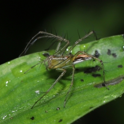 Oxyopes (genus) (Lynx spider) at Capalaba, QLD - 17 Mar 2024 by TimL