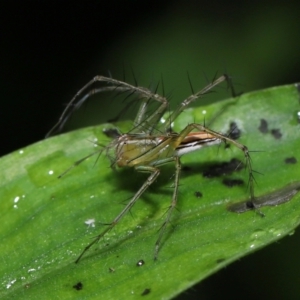 Oxyopes sp. (genus) at suppressed by TimL