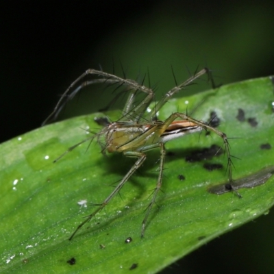 Oxyopes sp. (genus) at suppressed - 17 Mar 2024 by TimL