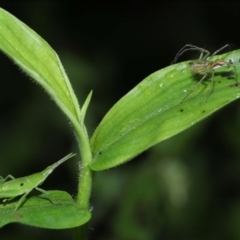 Oxyopes sp. (genus) at Capalaba, QLD - 17 Mar 2024 11:18 AM