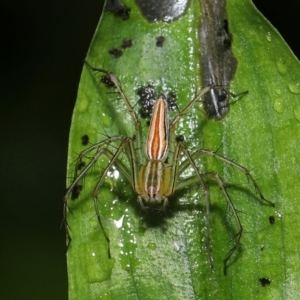 Oxyopes sp. (genus) at Capalaba, QLD - 17 Mar 2024 11:18 AM