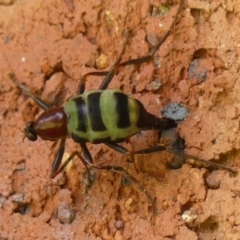 Boreoides subulatus (Wingless Soldier Fly) at Braemar - 7 Apr 2024 by Curiosity