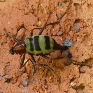 Boreoides subulatus at Braemar - 7 Apr 2024 01:13 PM