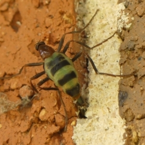 Boreoides subulatus at Braemar - 7 Apr 2024 01:13 PM