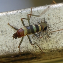 Boreoides subulatus at Braemar - 7 Apr 2024