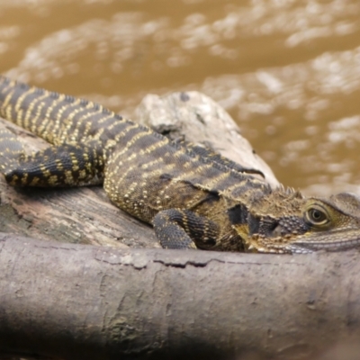 Intellagama lesueurii lesueurii (Eastern Water Dragon) at Colo Vale, NSW - 8 Apr 2024 by Curiosity