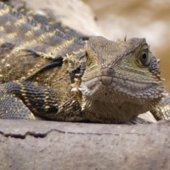 Intellagama lesueurii lesueurii at Colo Vale - suppressed