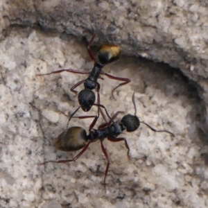 Dolichoderus doriae at Colo Vale - 8 Apr 2024