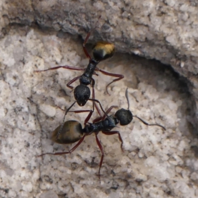 Dolichoderus doriae (Dolly ant) at Colo Vale, NSW - 8 Apr 2024 by Curiosity