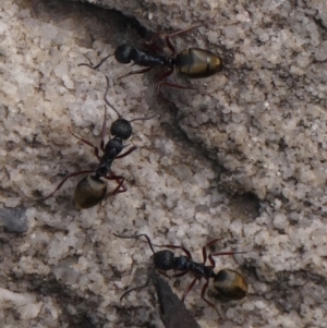 Dolichoderus doriae at Colo Vale - 8 Apr 2024