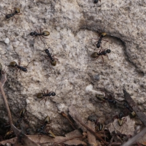 Dolichoderus doriae at Colo Vale - 8 Apr 2024